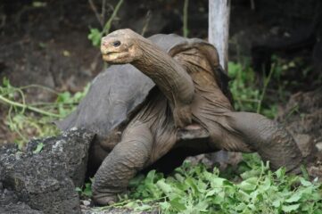 Lonesome George